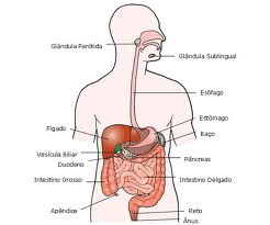 Alimentos dañinos para vesicula